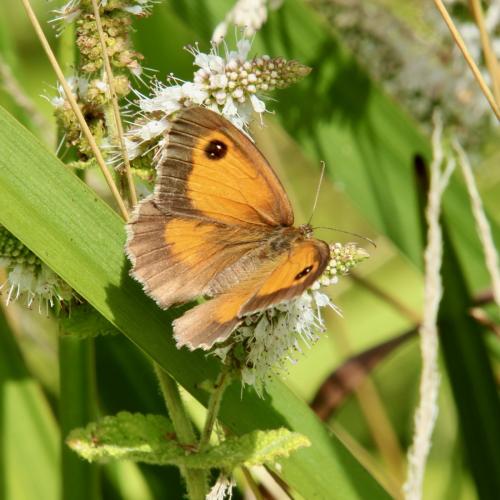 Réf. 288 055 : Pyronia tithonus